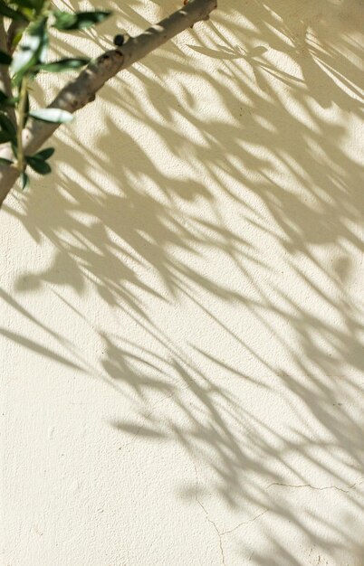 La beauté d'un jardin verdoyant