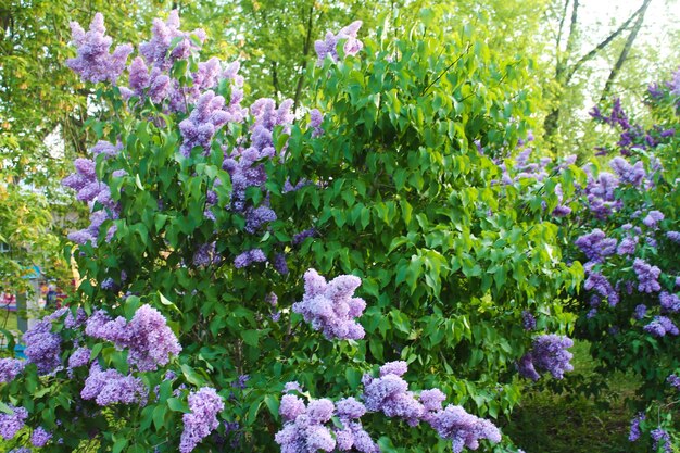 La beauté et la magnificence des grappes de lilas violet pâle