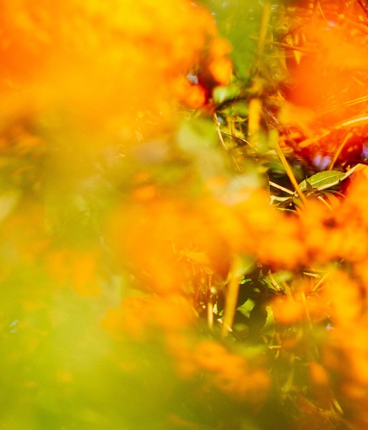 Beauté de la nature environnement écologie plantes et concept de jardinage