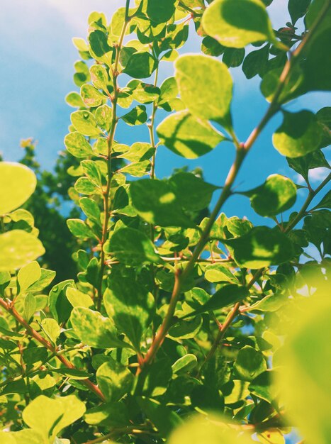 Beauté de la nature environnement écologie plantes et concept de jardinage