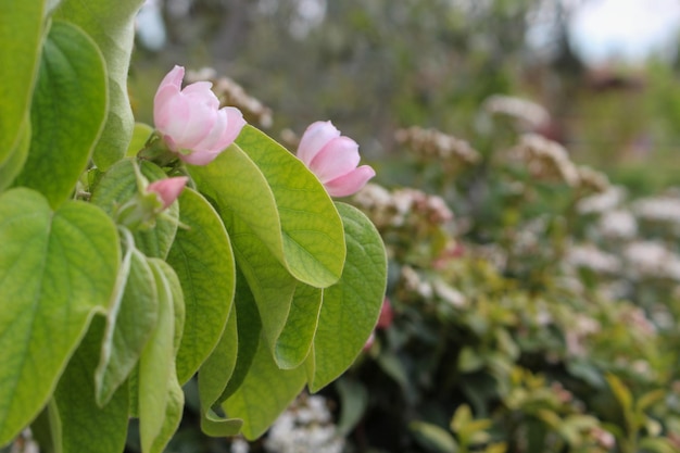 la beauté de la nature, les fleurs et les roses car elle est considérée comme une peinture créée par la nature pittoresque