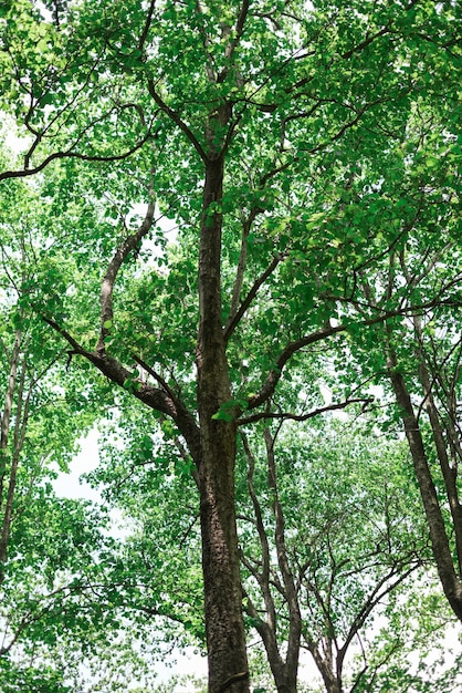 beauté de la nature. mise au point sélective faible profondeur de champ suivre la mise au point ou le flou.