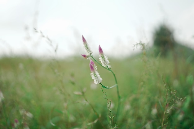 beauté de la nature. mise au point sélective faible profondeur de champ suivre la mise au point ou le flou.