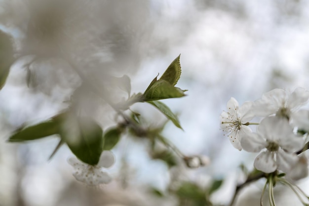 la beauté de la nature