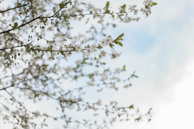 la beauté de la nature