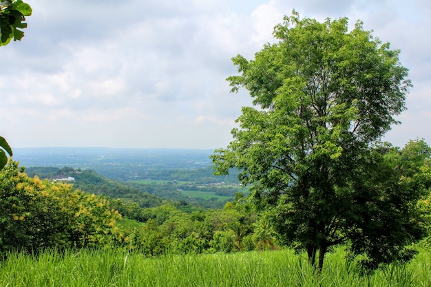 beauté naturelle du vert