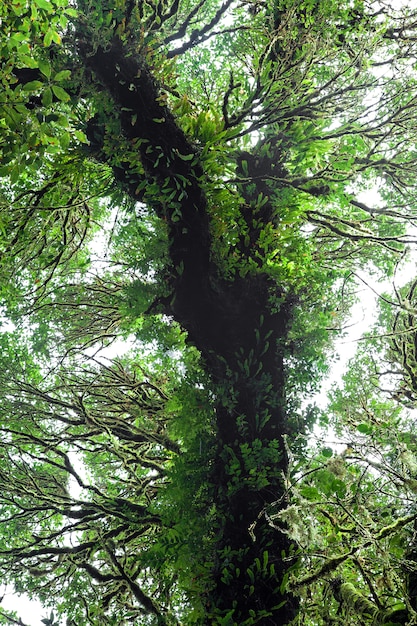 Beauté naturelle de la forêt tropicale.