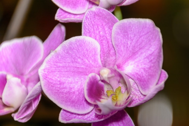 La beauté d'une orchidée blanche et violette en pleine floraison. La fleur d'orchidée Phalaenopsis est la reine des fleurs en Thaïlande.