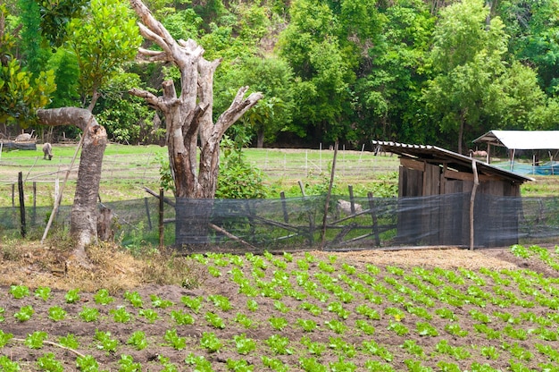 Beauté pittoresque agriculture paysage agriculture campagne nord de la Thaïlande