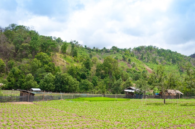 Beauté pittoresque agriculture paysage agriculture campagne nord de la Thaïlande