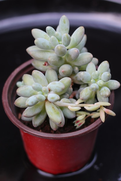 beauté des plantes succulentes, vue rapprochée