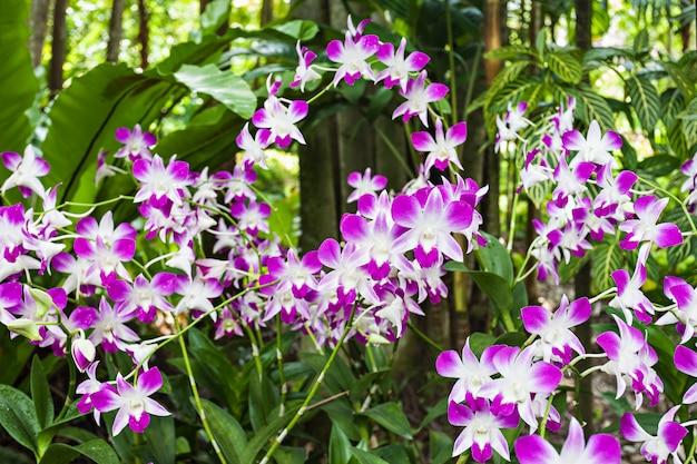 Beauté pourpre orchidées