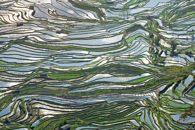 La beauté des rizières en terrasses Yuan Yang, Chine.