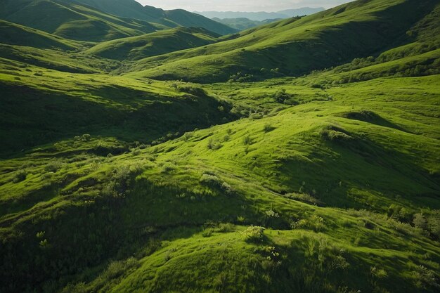 La beauté sauvage de l'étendue du terrain vert