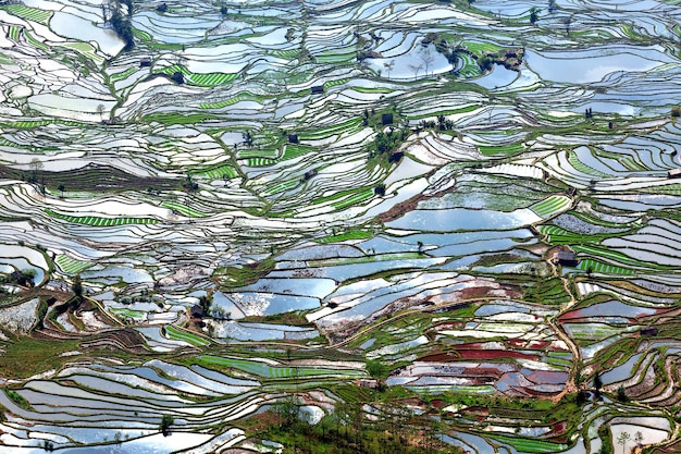 La beauté des terrasses de riz à Yuan Yang, Chine