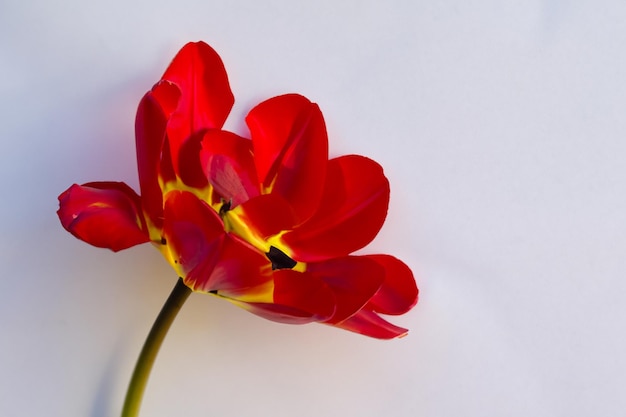 Beauté tulipe rouge sur pape vierge