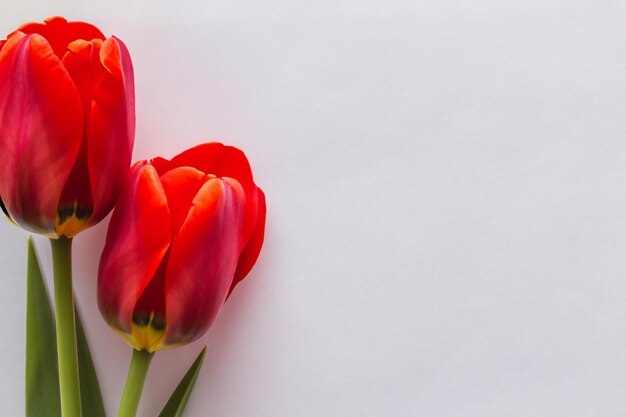 Beauté tulipe rouge sur pape vierge