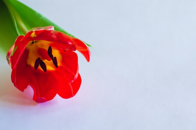 Beauté tulipe rouge sur pape vierge