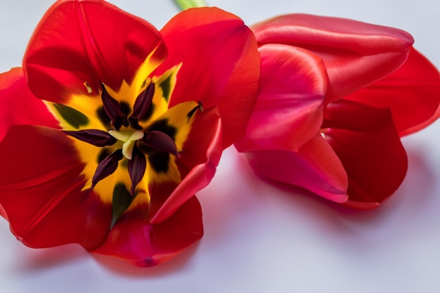 Beauté tulipe rouge sur pape vierge