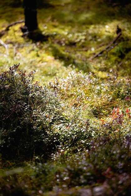 La beauté variée de la végétation forestière à la lumière du jour