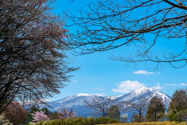 Beauté vue sur la nature chaîne de montagnes enneigées en arrière-plan forêt et prairie verte au premier plan