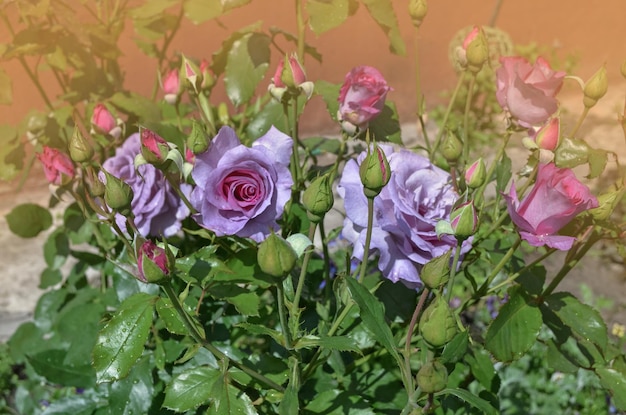 Beautiful Blue River rose Purple roses de lavande dans le jardin