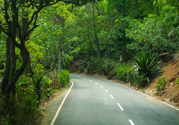 Photo beautiful forest trip