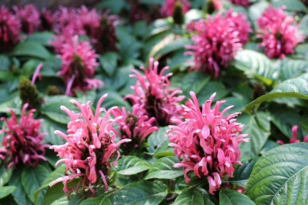 BeautifulBrazilian Blume fleurs dans la nature