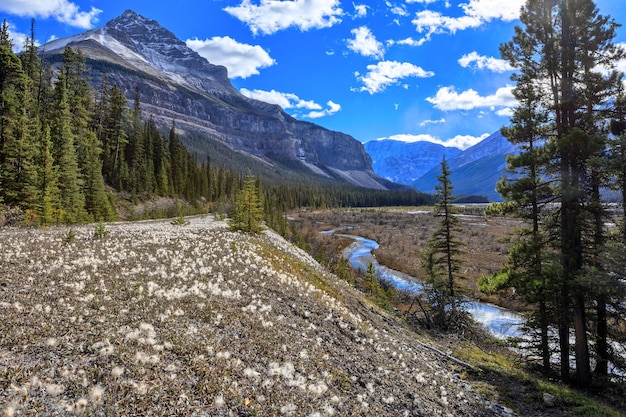 Beauty Creek Icefields Parkway Alberta Canada