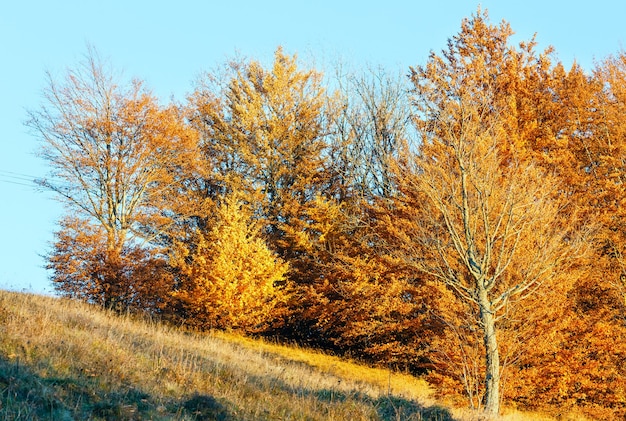 Beaux arbres au feuillage doré sur la colline d'automne.