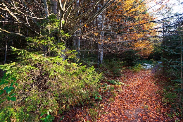 Beaux arbres d'automne aux feuilles jaunes illuminées par le soleil