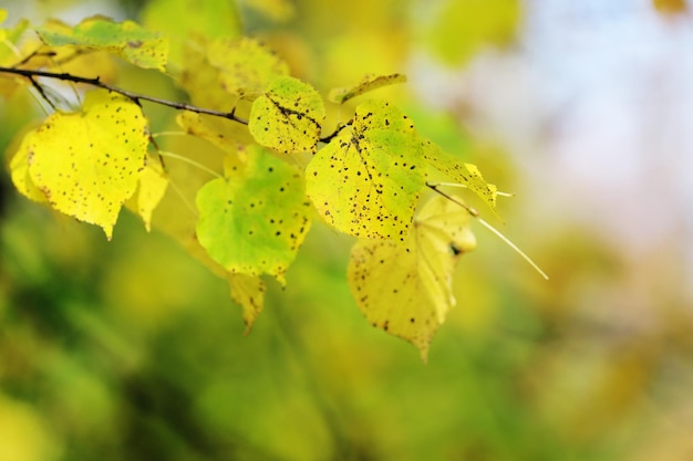 Beaux arbres d'automne