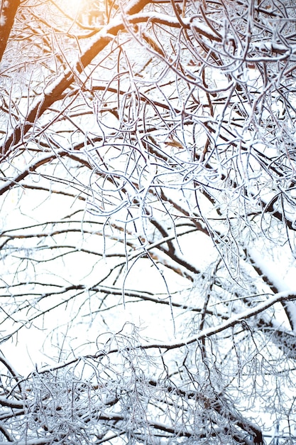 Beaux arbres blancs d'hiver sur la neige au soleil