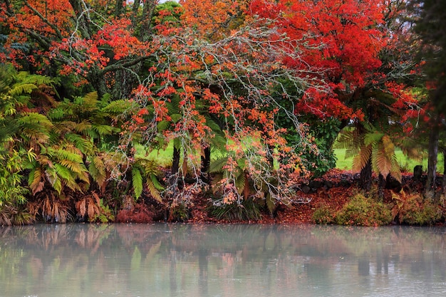 Beaux arbres colorés dans le parc d'automne