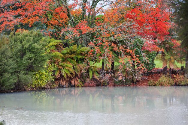 Beaux arbres colorés dans le parc d'automne