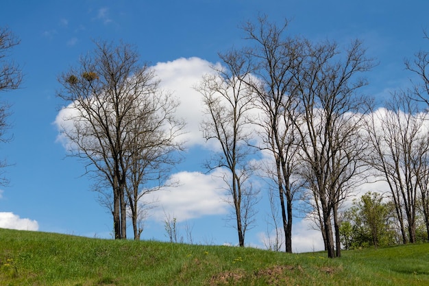 Beaux arbres contre le ciel bleu et les nuages