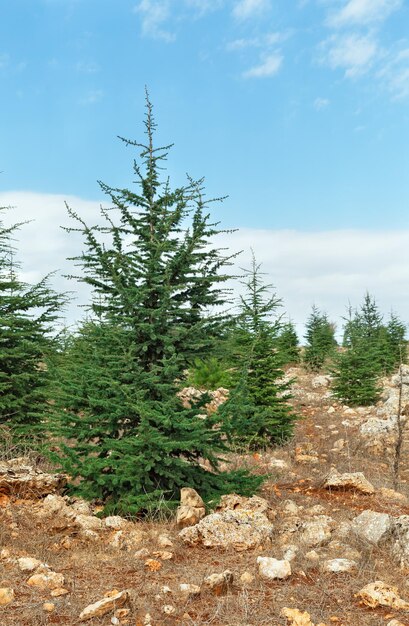 De beaux arbres dans la forêt du nord d'Israël