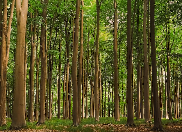 Beaux arbres dans la forêt d'été dans la nature et l'environnement du Hertfordshire en Angleterre