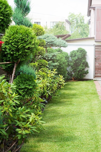 Beaux arbres dans le jardin et herbe verte près de la journée d'été de la maison de campagne