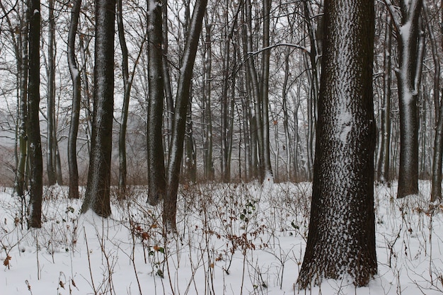 Beaux arbres dans le parc d'hiver