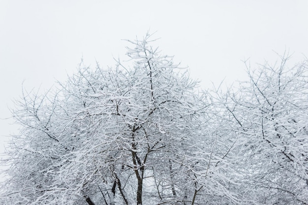 Beaux arbres enneigés un jour d'hiver. Branches d'arbres avec de la neige.