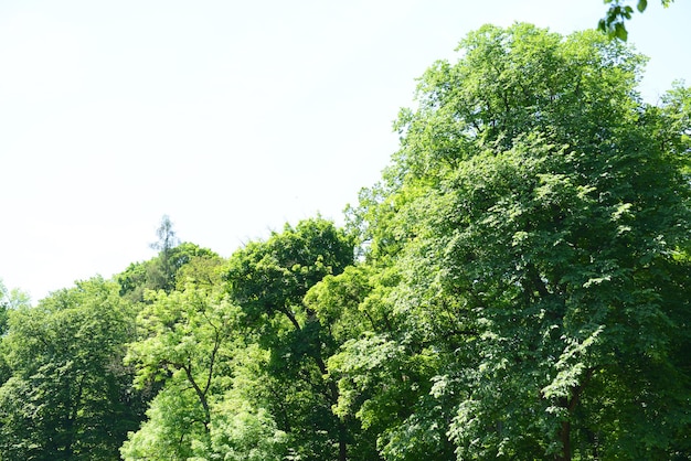 Beaux arbres en forêt