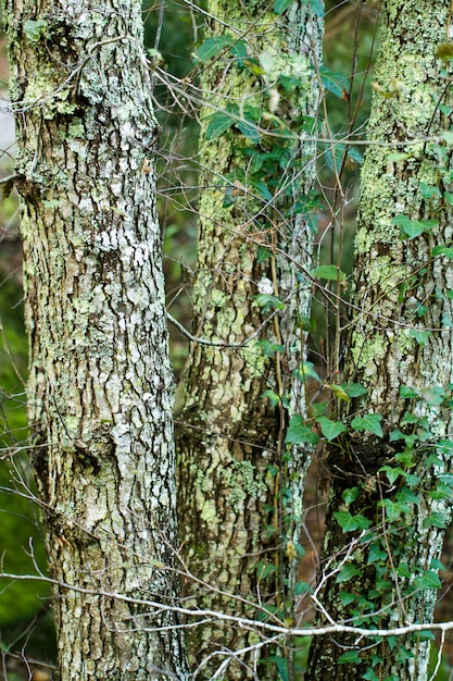 Beaux arbres sur la forêt