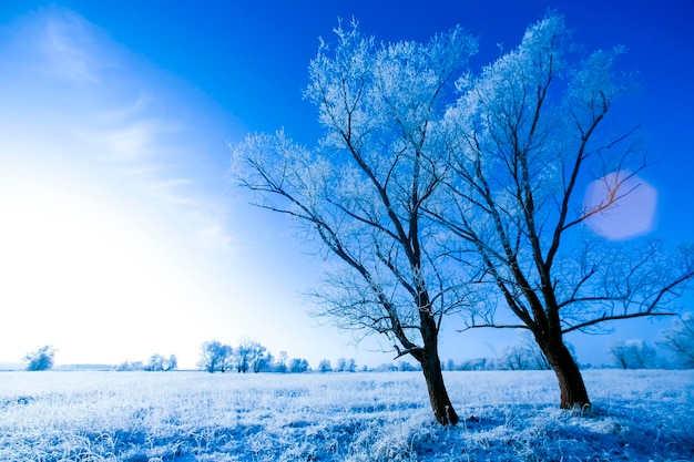 Beaux arbres en gelée blanche sur fond de ciel bleu