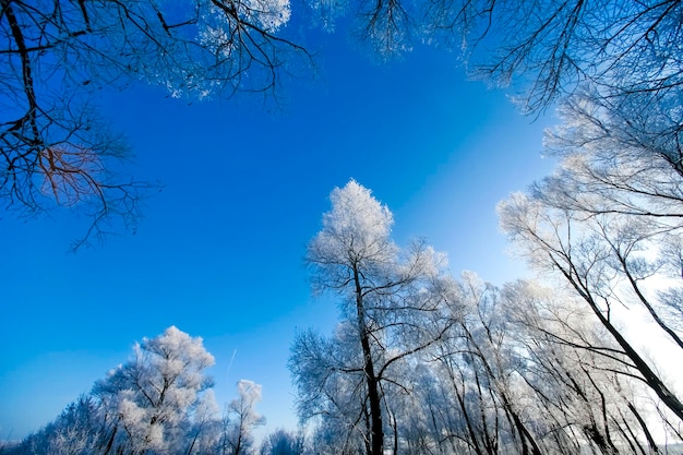 Beaux arbres en gelée blanche sur fond de ciel bleu