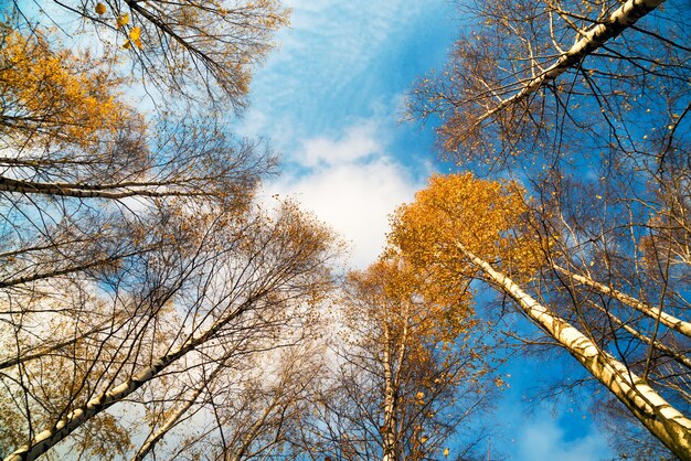 Beaux arbres jaunes en automne forêt ensoleillée