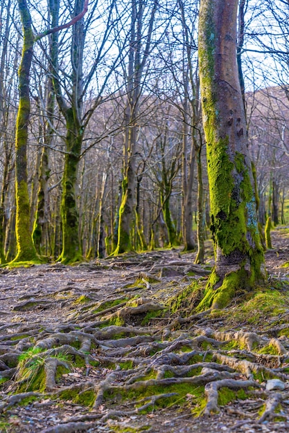 Beaux arbres sur la montée de la montagne d'Aiako Harria ou Penas de Aya Guipuzcoa Pays Basque