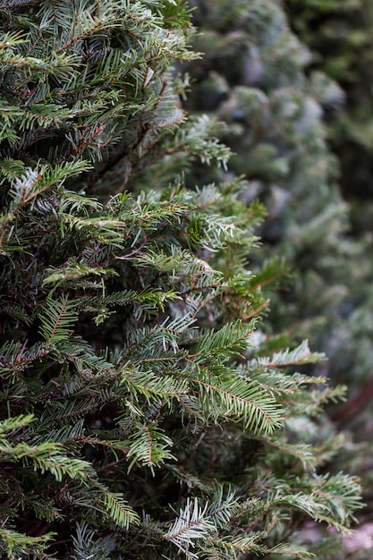 Beaux arbres de Noël fraîchement coupés à la ferme des arbres de Noël.