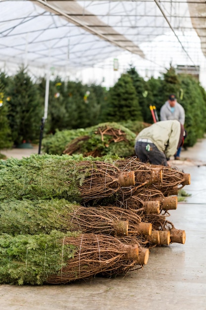 Beaux arbres de Noël fraîchement coupés à la ferme des arbres de Noël.