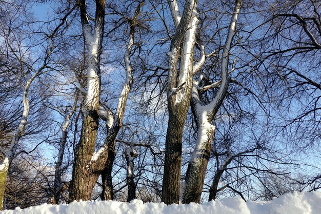 Photo de beaux arbres sinueux avec des troncs couverts de neige dans un parc d'hiver par une belle journée ensoleillée